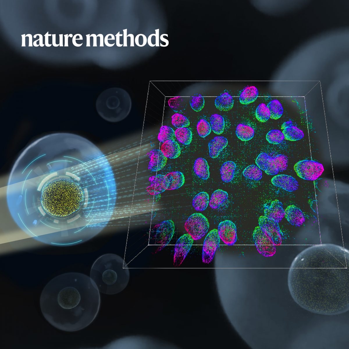 Researchers make progress in whole-cell high-throughput 3D super-resolution imaging across large field of view