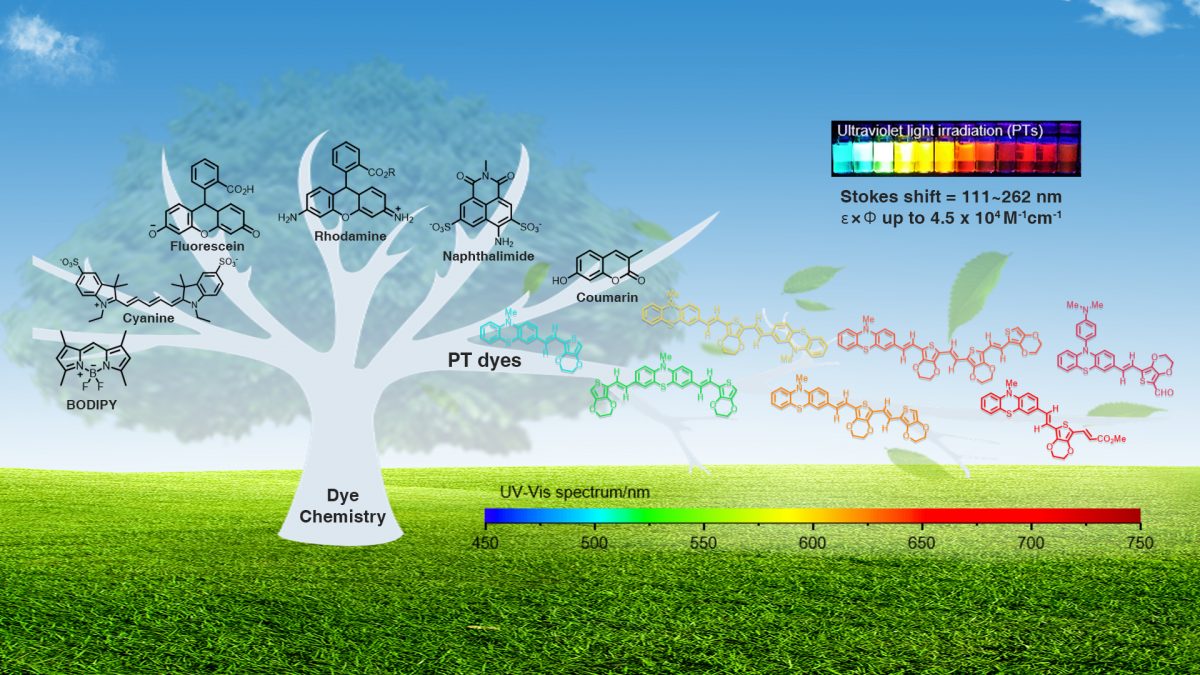 Researchers report organic fluorophores for rapid nucleic acid or protein assays